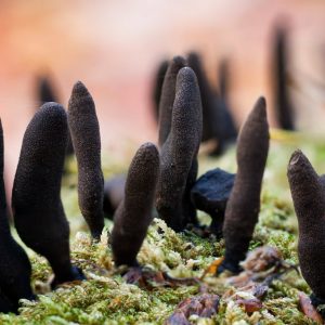 Xylaria polymorpha (cultura líquida)